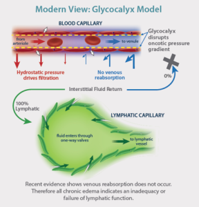 Graphic of the modern view of the glycocalyx model