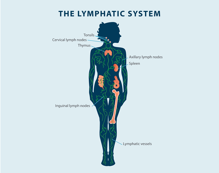 image of the lymphatic system showing the tonsils, cervical lymph nodes, thymus, axillary lymph nodes, spleen, inguinal lymph nodes, lymphatic vessels