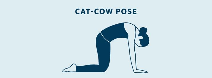 depiction of the cat portion of the cat-cow pose