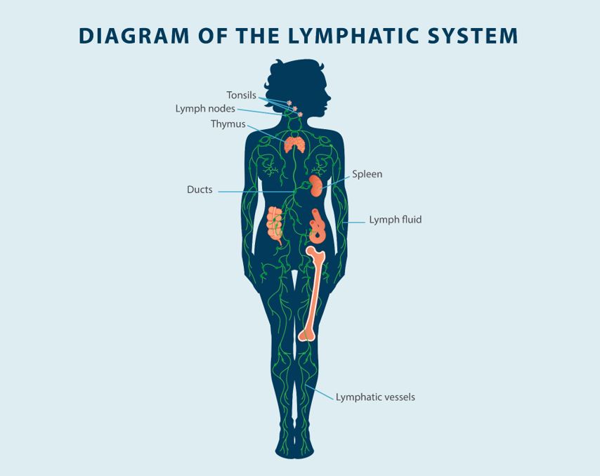 diagram of the lymphatic system