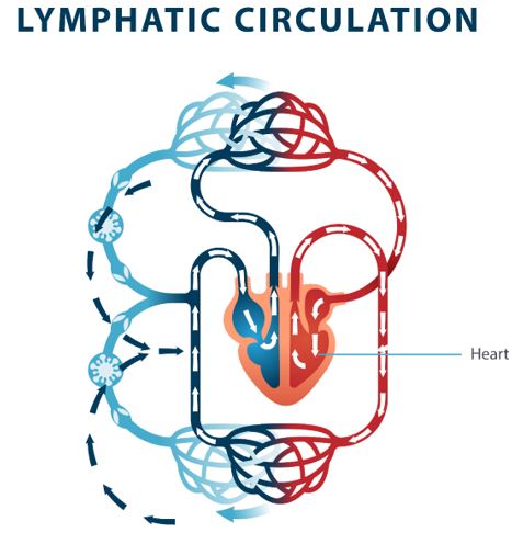 Lymphatic circulation diagram