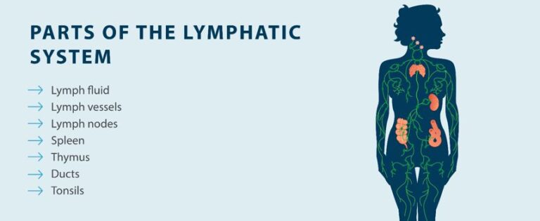 The Lymphatic System Functions Purpose Problems And More Tactile Medical 1803