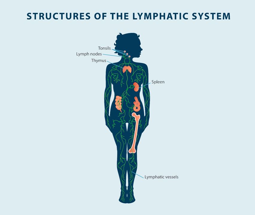 Parts of the lymphatic system